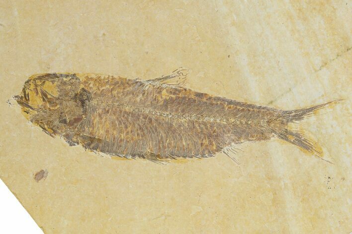 Detailed Fossil Fish (Knightia) - Wyoming #320354